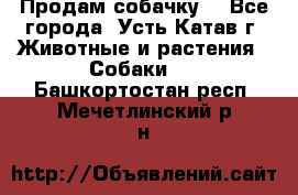 Продам собачку  - Все города, Усть-Катав г. Животные и растения » Собаки   . Башкортостан респ.,Мечетлинский р-н